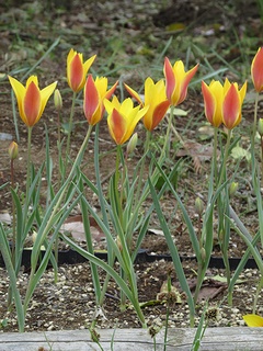 Tulipa_clusiana_chrysantha02.jpg