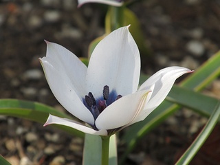 Tulipa_humilis_alba_coerulea_oculata01.jpg