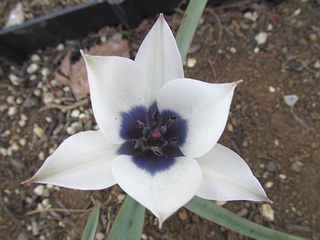 Tulipa_humilis_alba_coerulea_oculata02.jpg