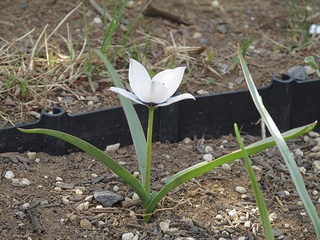 Tulipa_humilis_alba_coerulea_oculata03.jpg