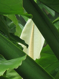 Typhonodorum_lindleyanum02.jpg