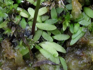 Utricularia_dichotoma03.jpg
