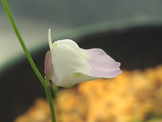 Utricularia_livida02.jpg