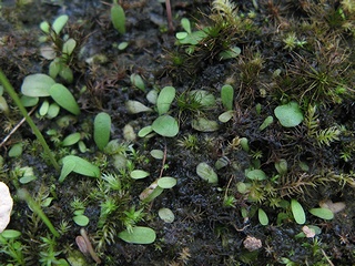 Utricularia_livida04.jpg