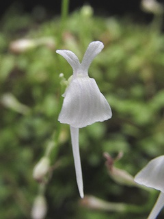 Utricularia_sandersonii01.jpg