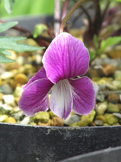 Viola_eizanensis02.jpg