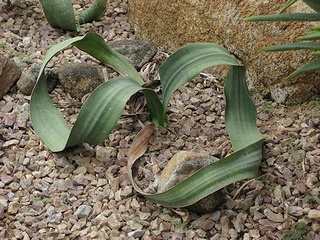 Welwitschia_mirabilis01.jpg