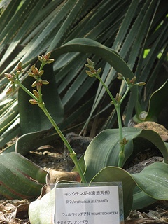 Welwitschia_mirabilis05.jpg