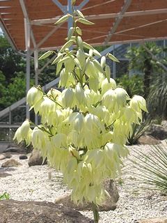 Yucca_palida02.jpg