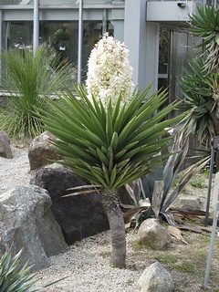 Yucca_treculeana03.jpg