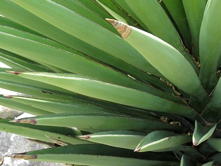 Yucca_treculeana04.jpg