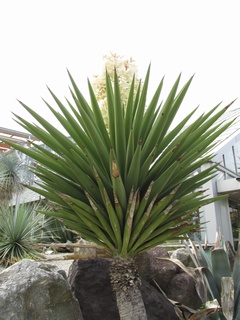 Yucca_treculeana06.jpg