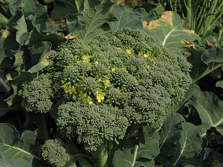 broccoli03.jpg