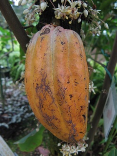 cacao10.jpg