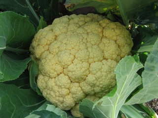 cauliflower01.jpg