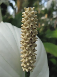 spathiphyllum02.jpg