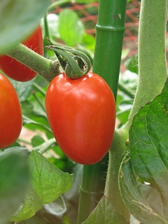 tomato04.jpg