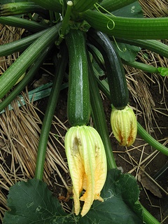 zucchini06.jpg